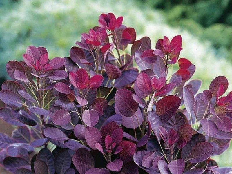 Cotinus Coggyria Royal Purple (Pruikenboom)