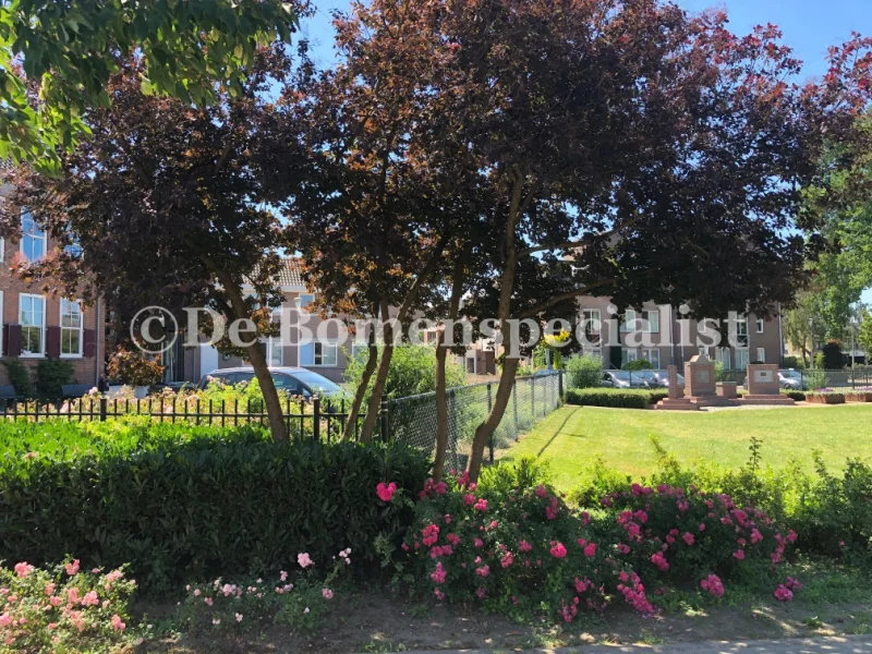 Cotinus Coggyria Royal Purple (Pruikenboom)-3