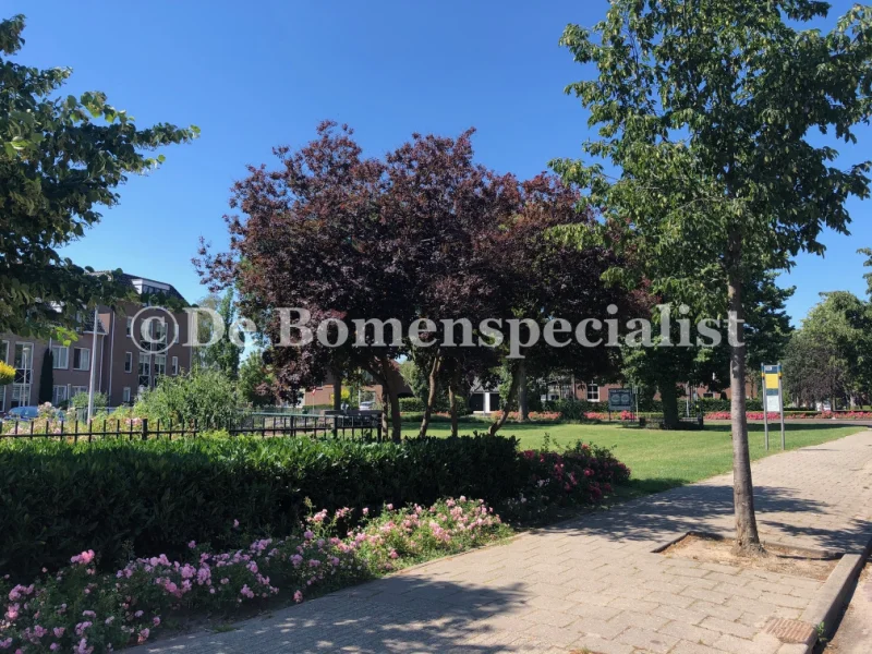 Cotinus Coggyria Royal Purple (Pruikenboom)-4