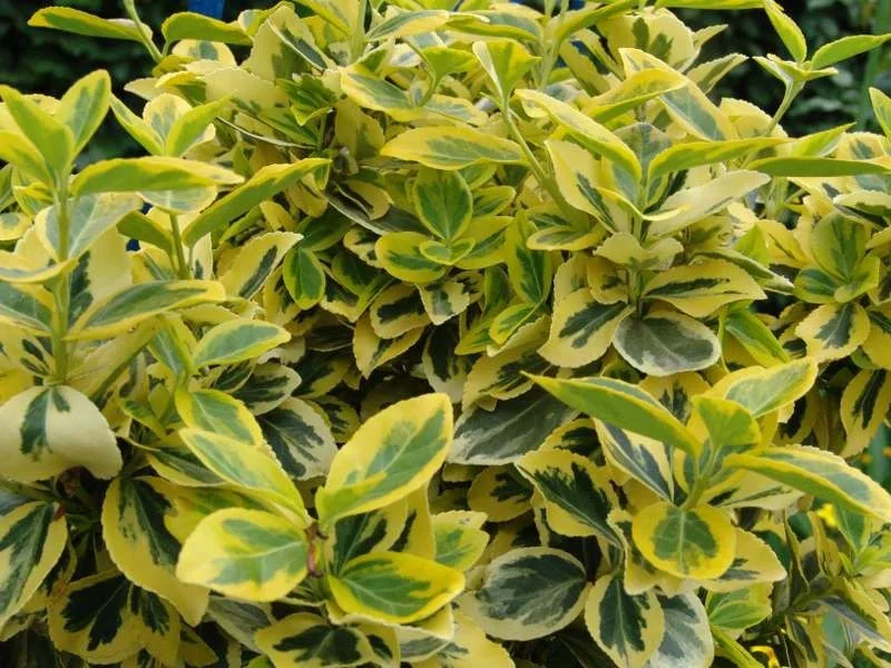 Euonymus Fortunei Emerald 'n Gold (Kardinaalsmuts)