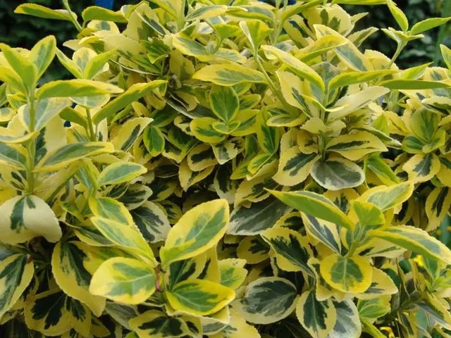 Euonymus Fortunei Emerald 'n Gold (Pfaffenhütchen) Euonymus Fortunei Emerald 'n Gold (Pfaffenhütchen)