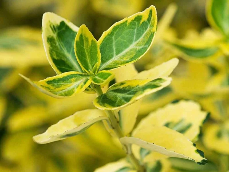 Euonymus Fortunei Emerald 'n Gold (Kardinaalsmuts)