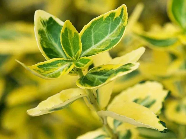 Euonymus Fortunei Emerald 'n Gold (Pfaffenhütchen) Euonymus Fortunei Emerald 'n Gold (Pfaffenhütchen)