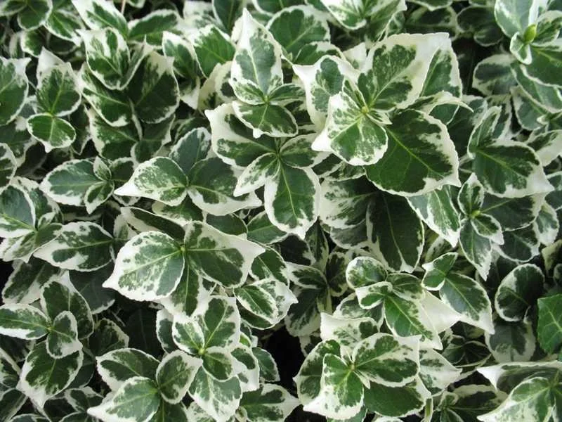 Euonymus Fortunei Emerald Gaiety (Kardinaalsmuts)-1