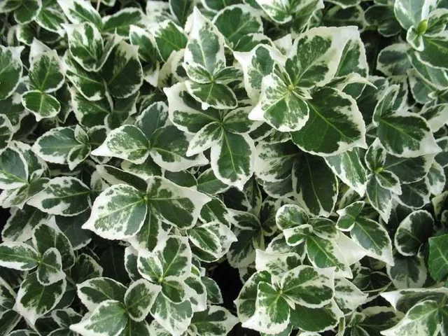 Euonymus Fortunei Emerald Gaiety (Pfaffenhütchen) Euonymus Fortunei Emerald Gaiety (Pfaffenhütchen)