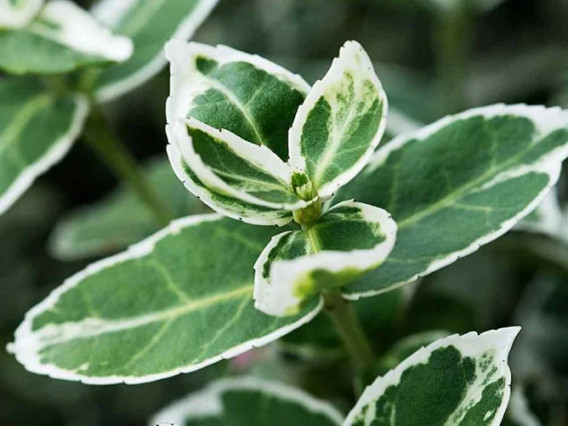 Euonymus Fortunei Emerald Gaiety (Kardinaalsmuts)-2