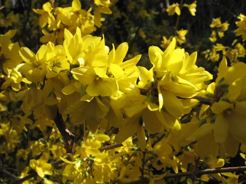 Forsythia Intermedia Spectabilis (Chineesklokje)