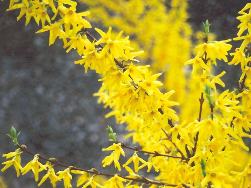 Forsythia Intermedia Spectabilis (Chineesklokje)-2