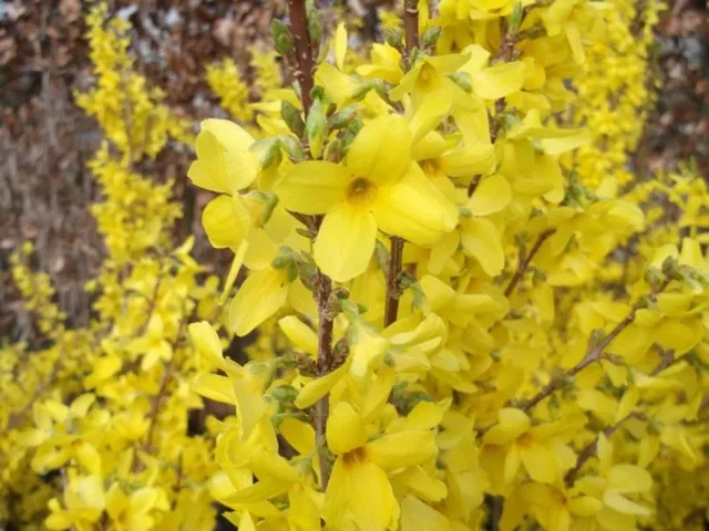 Forsythia Intermedia Weekend (Goldglöckchen)