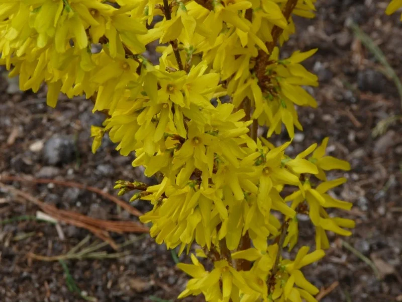 Forsythia Intermedia Weekend (Chineesklokje)-2