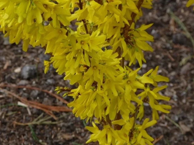 Forsythia Intermedia Weekend (Goldglöckchen)