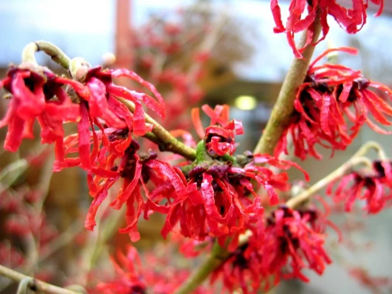 Hamamelis Intermedia Diane (Toverhazelaar)