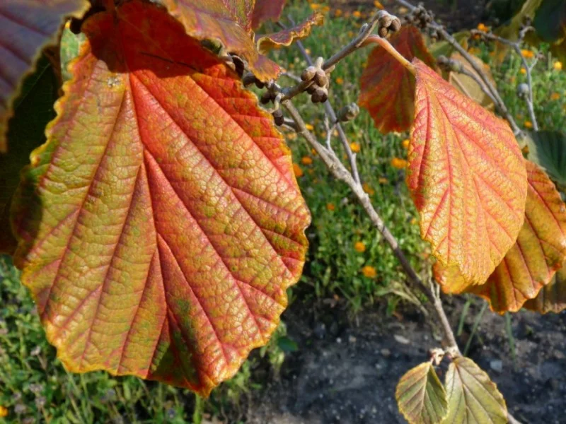 Hamamelis Intermedia Diane (Toverhazelaar)-2