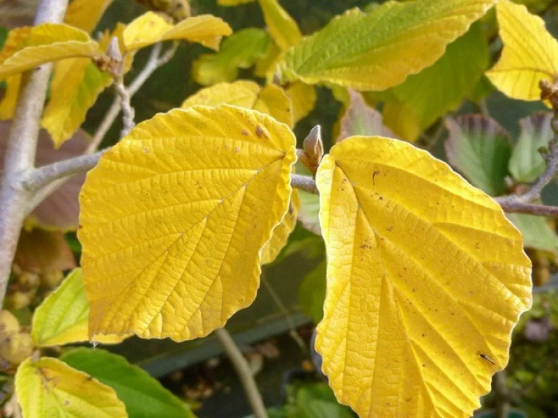 Hamamelis Mollis Pallida (Toverhazelaar)-1