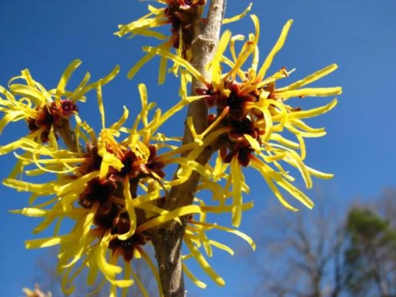 Hamamelis Mollis Pallida (Toverhazelaar)