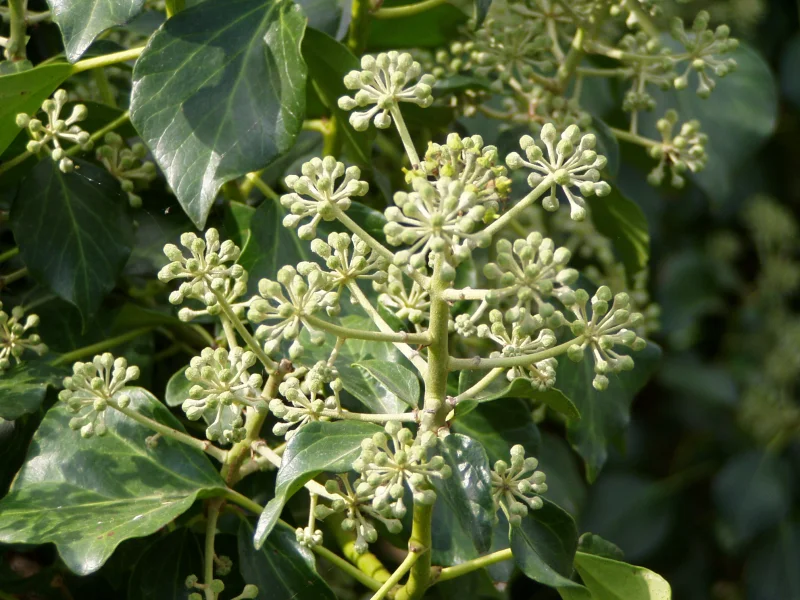 Hedera Helix Arborescens (Struikklimop)