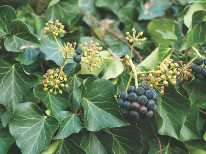Hedera Helix Arborescens (Struikklimop)