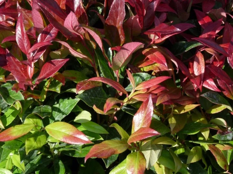 Leucothoe Zeblid (Druivenheide)