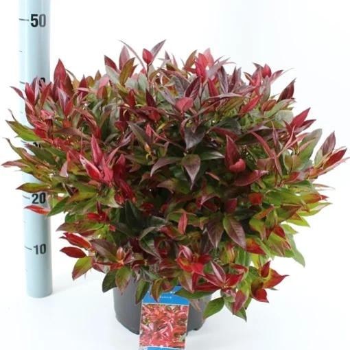 Leucothoe Zeblid (Druivenheide)