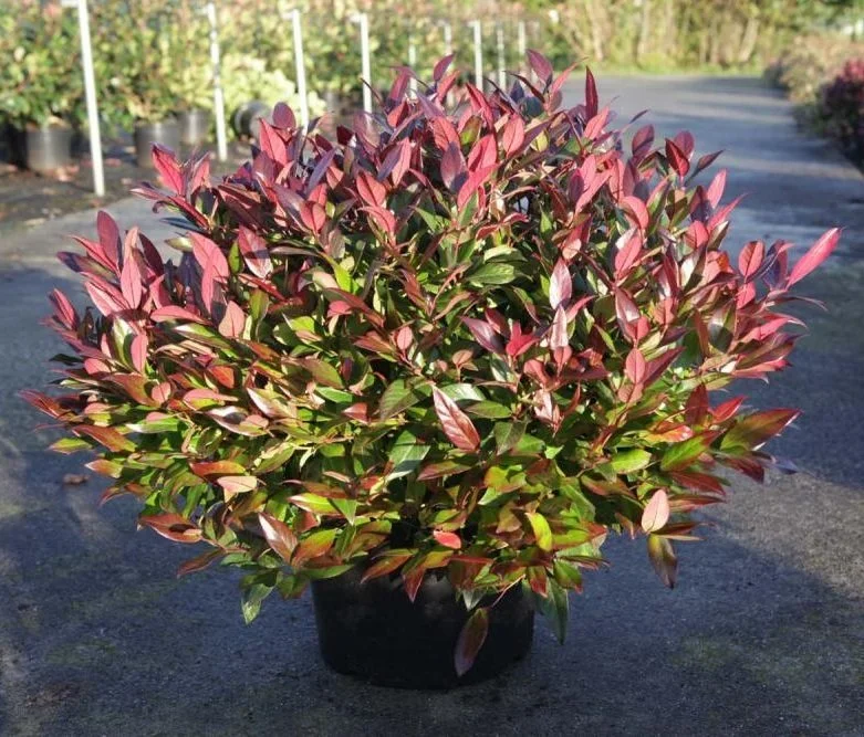 Leucothoe Zeblid (Druivenheide)-3