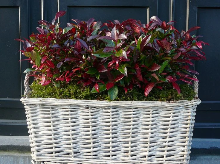Leucothoe Zeblid (Druivenheide)-4