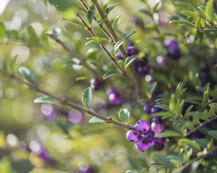 Lonicera Nitida Elegant (Struikkamperfoelie)