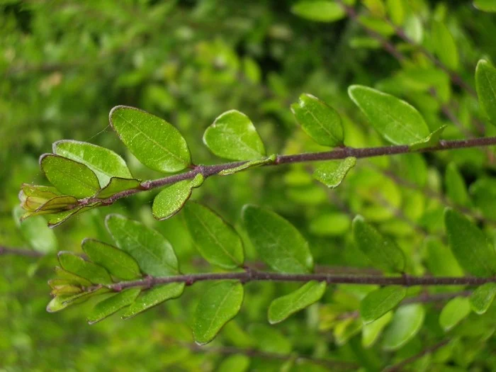 Lonicera Nitida Elegant (Struikkamperfoelie)