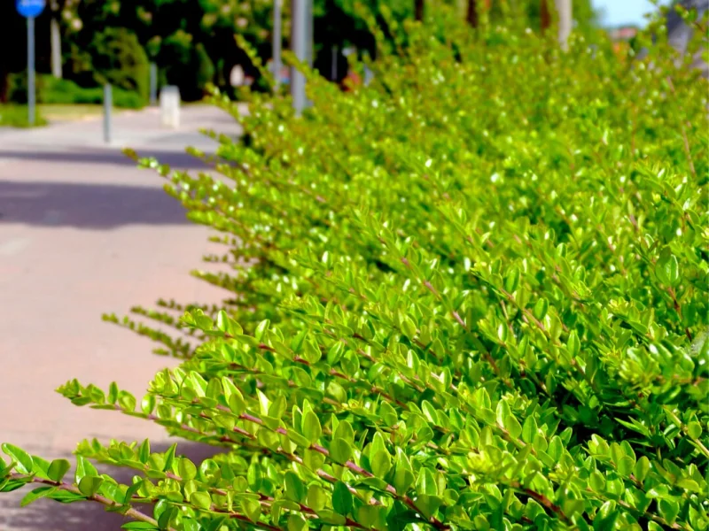 Lonicera Nitida Elegant (Struikkamperfoelie)-3