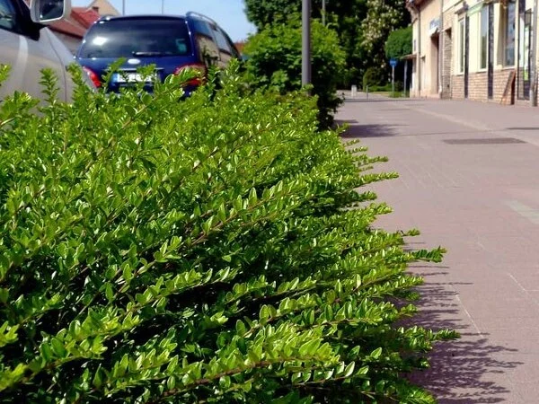 Lonicera Nitida Elegant (Struikkamperfoelie)-4