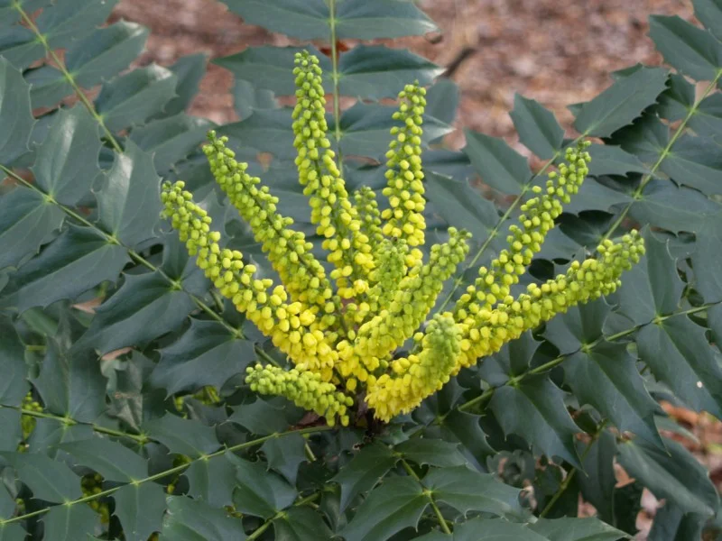 Mahonia Media Winter Sun (Mahoniestruik)