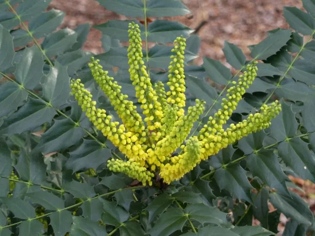 Mahonia Media Winter Sun (Mahonie) Mahonia Media Winter Sun (Mahonie)