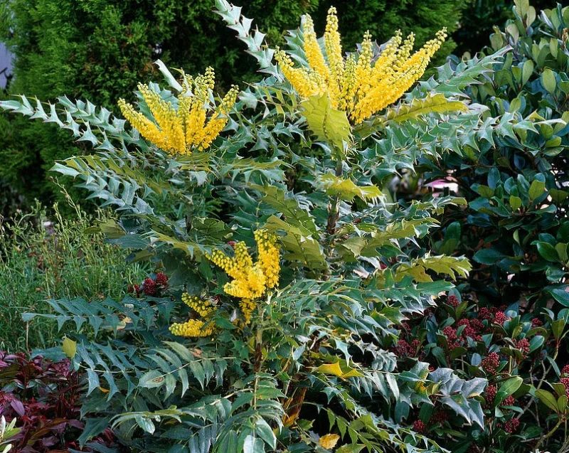 Mahonia Media Winter Sun (Mahoniestruik)-2