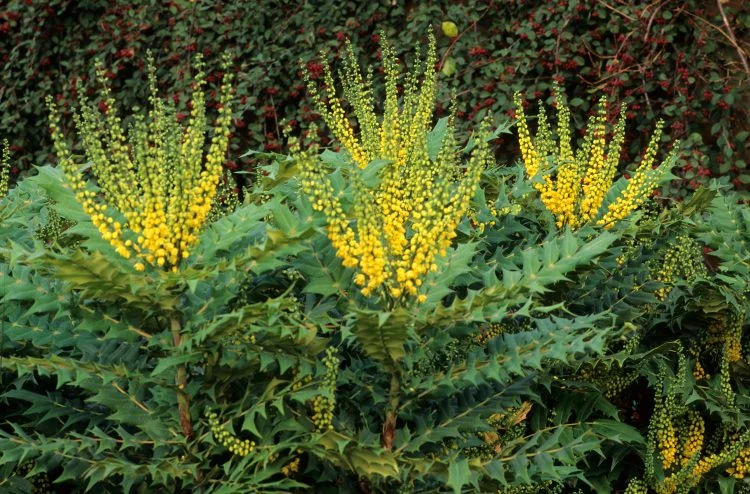 Mahonia Media Winter Sun (Mahoniestruik)-3