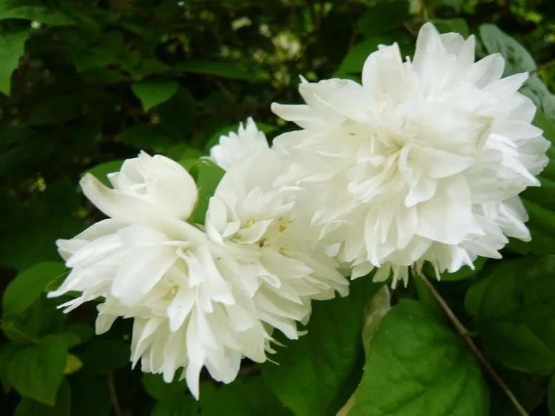 Philadelphus Virginal (Boerenjasmijn)