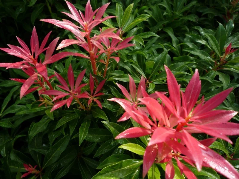 Pieris Forest Flame (Rotsheide)