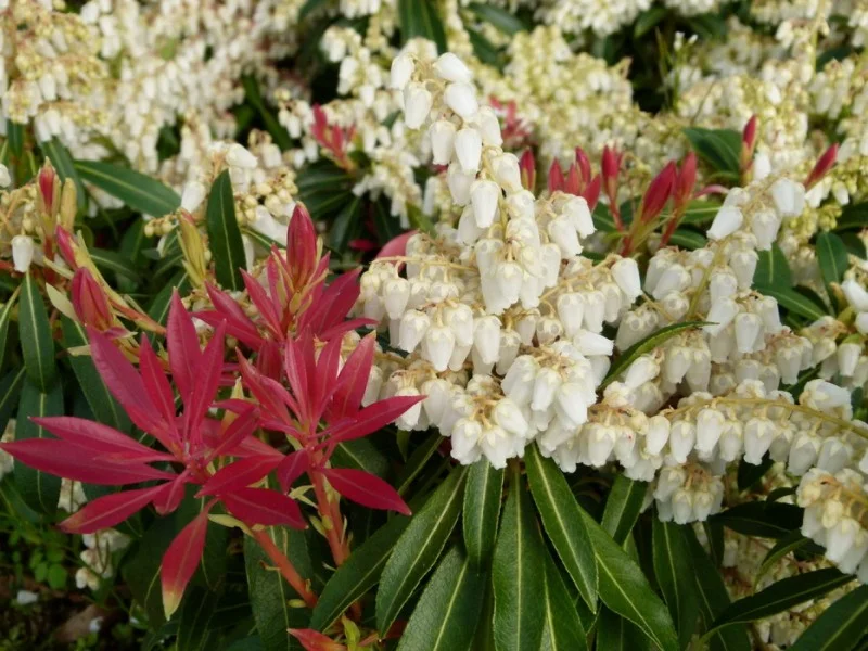 Pieris Forest Flame (Rotsheide)-2