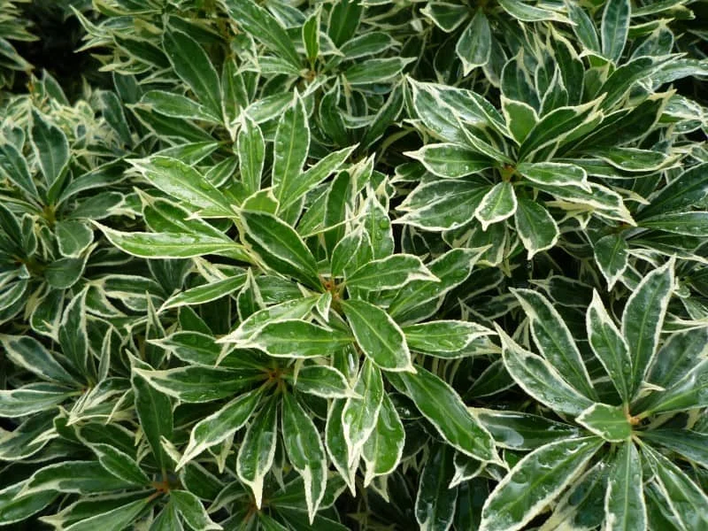 Pieris Japonica Variegata (Rotsheide)-1