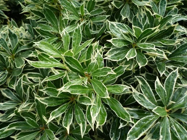 Pieris Japonica Variegata (Lavendelheide)