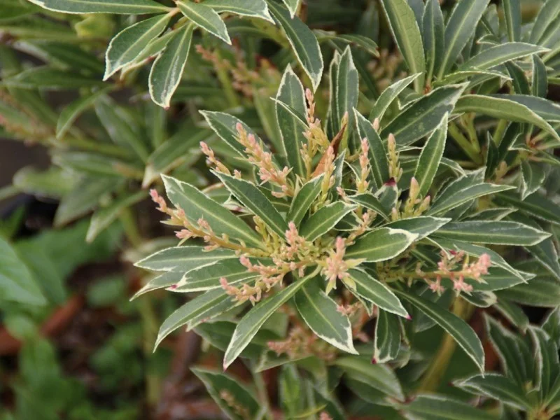 Pieris Japonica Variegata (Rotsheide)-2