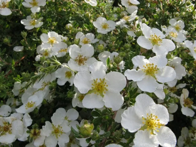 Potentilla Fruticosa Abbotswood (Fingerstrauch)