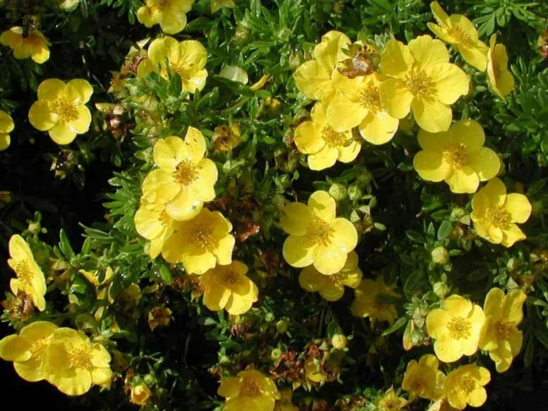 Potentilla Fruticosa Goldstar (Ganzerik)