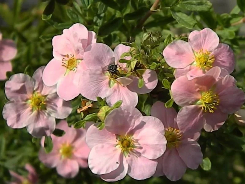 Potentilla Fruticosa Pink Beauty (Ganzerik)