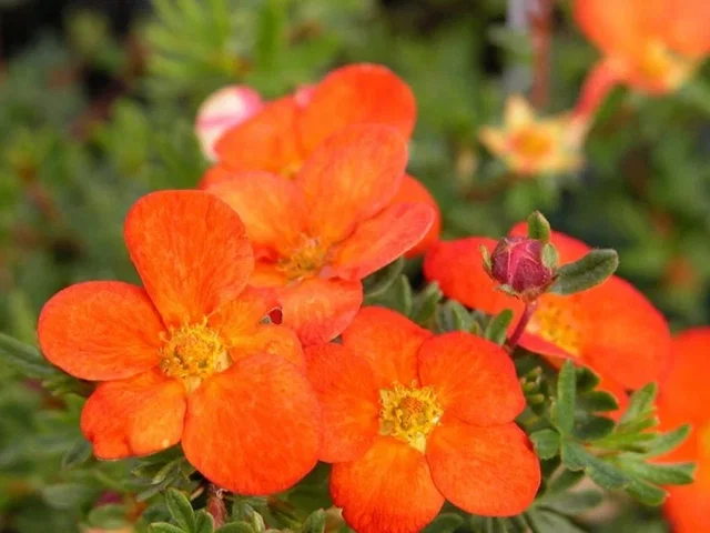 Potentilla Fruticosa Red Ace (Fingerstrauch)