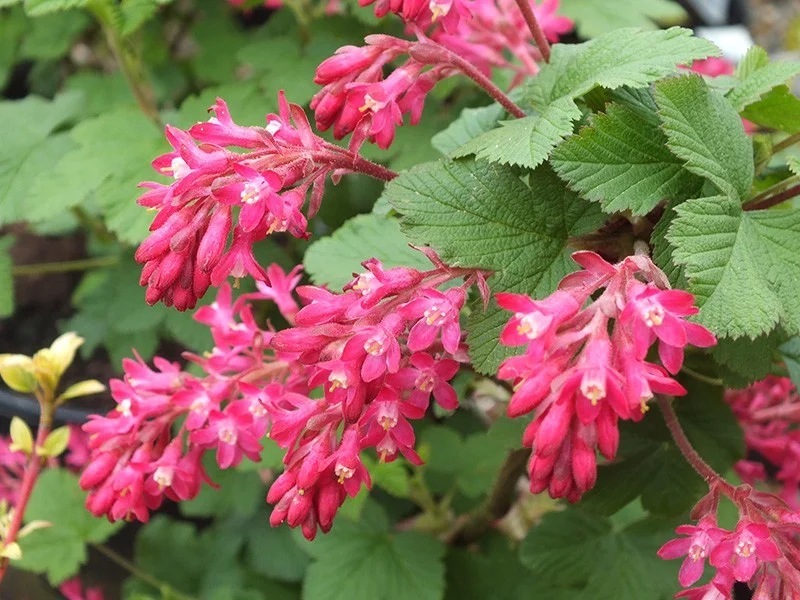 Ribes Sanguineum King Edward (Rode Ribes)