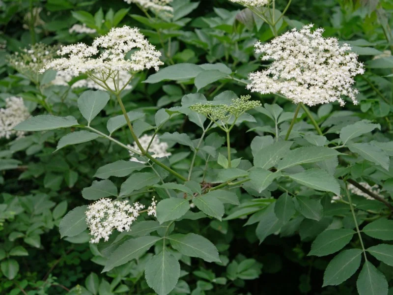 Sambucus Nigra (Vlierstruik)-1