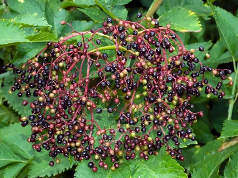 Sambucus Nigra (Vlierstruik)-2