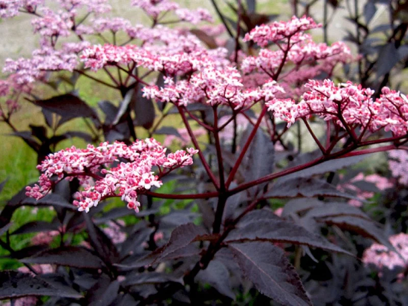 Sambucus Nigra Black Beauty (Zwarte Vlier)