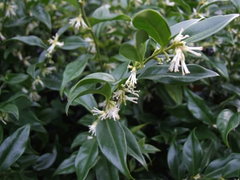 Sarcococca Hookeriana Humilis (Vleesbes)-1