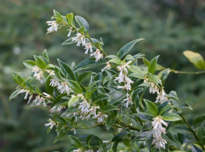 Sarcococca Hookeriana Humilis (Vleesbes)-2