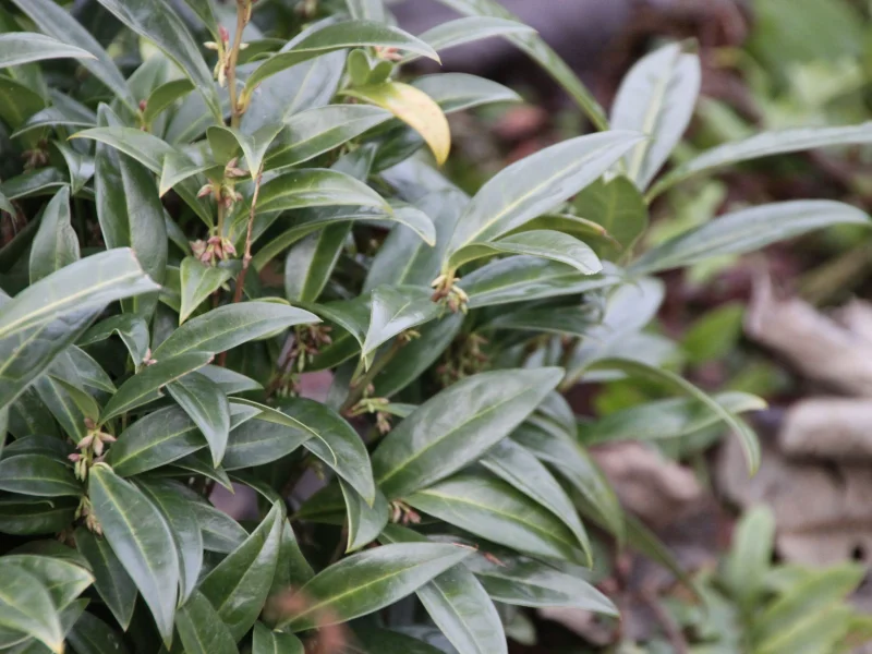 Sarcococca Hookeriana Humilis (Vleesbes)-3